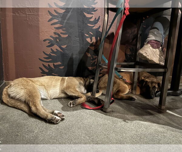 Medium Photo #10 German Shepherd Dog Puppy For Sale in Seattle, WA, USA