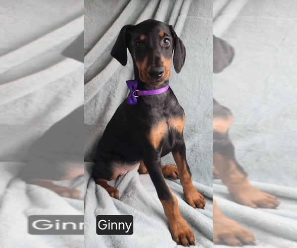 Medium Photo #5 Doberman Pinscher Puppy For Sale in POMEROY, OH, USA