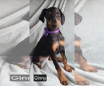 Small #4 Doberman Pinscher