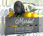 Puppy FinnHuckleberry Goldendoodle