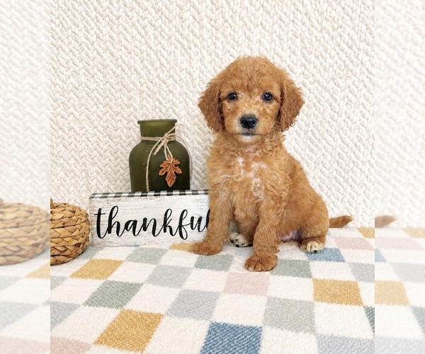 Medium Photo #5 Goldendoodle mix (+ Poodle Miniature) Puppy For Sale in INDIANAPOLIS, IN, USA
