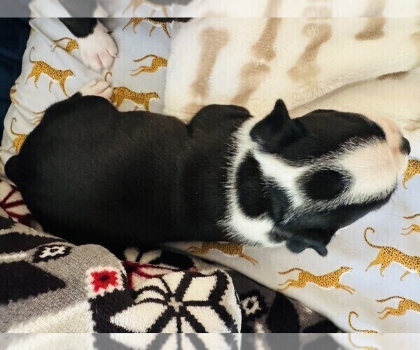 Medium Photo #2 Boston Terrier Puppy For Sale in CARMICHAEL, CA, USA