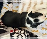 Small #1 Boston Terrier