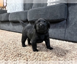 Labrador Retriever Puppy for sale in AUGUSTA, WI, USA