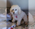 Small #1 Poodle (Toy)
