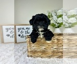 Small #4 ShihPoo