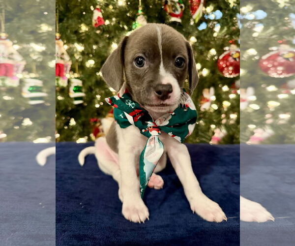 Medium Photo #2 Chihuahua-Unknown Mix Puppy For Sale in Plainfield, IL, USA