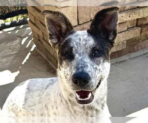 Mutt Dogs for adoption in Pueblo, CO, USA
