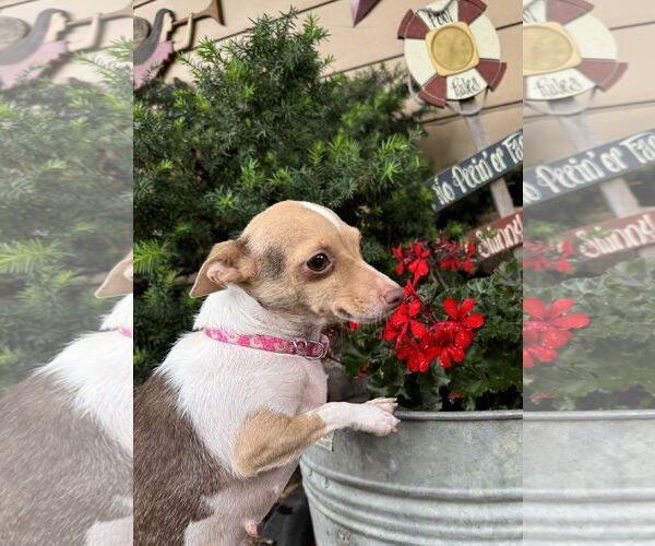 Medium Photo #2 Chihuahua Puppy For Sale in Sioux Falls, SD, USA