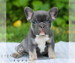 French Bulldog Puppy for sale in EAST EARL, PA, USA