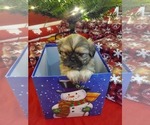 Small Photo #5 Shih Tzu Puppy For Sale in GRIFFIN, GA, USA