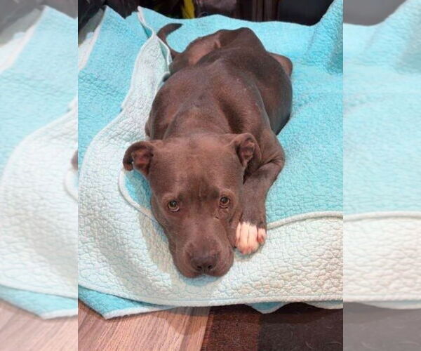 Medium Photo #7 American Staffordshire Terrier-Unknown Mix Puppy For Sale in Lake Forest, CA, USA