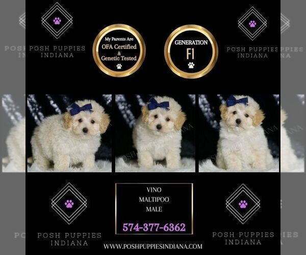 Medium Photo #59 Maltipoo (Miniature) Puppy For Sale in WARSAW, IN, USA