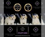 Small Photo #59 Maltipoo (Miniature) Puppy For Sale in WARSAW, IN, USA