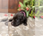 Small #14 Labrador Retriever