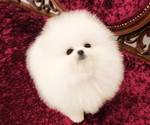 Small Photo #3 Pomeranian Puppy For Sale in Seoul, Seoul, Korea, South