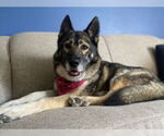 Small Photo #4 German Shepherd Dog Puppy For Sale in Salinas, CA, USA