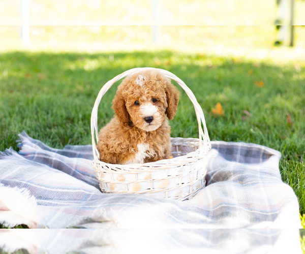 Medium Photo #8 Poodle (Miniature) Puppy For Sale in SHIPSHEWANA, IN, USA
