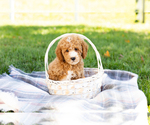 Small Photo #8 Poodle (Miniature) Puppy For Sale in SHIPSHEWANA, IN, USA