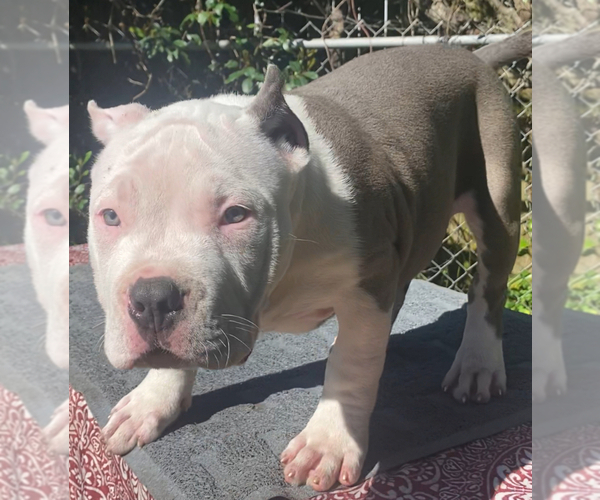 Medium Photo #15 American Bully Puppy For Sale in JACKSONVILLE, FL, USA