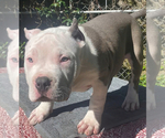 Small Photo #15 American Bully Puppy For Sale in JACKSONVILLE, FL, USA
