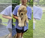 Puppy 3 Goldendoodle