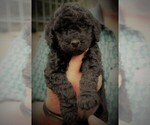 Puppy Puppy 1  Inky Goldendoodle (Miniature)