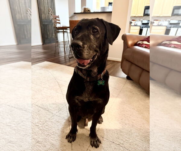 Medium Photo #1 Mutt Puppy For Sale in Houston, TX, USA