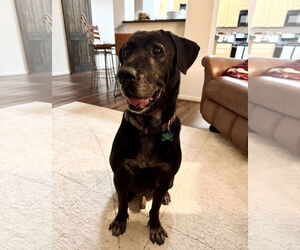 Mutt Dogs for adoption in Houston, TX, USA