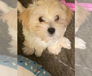 Poodle (Miniature) Puppy for sale in QUEENS, NY, USA