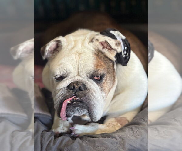 Medium Photo #2 American Bulldog Puppy For Sale in Salt Lake City, UT, USA