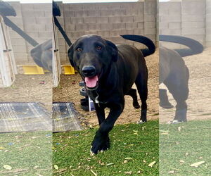 Bull Terrier-Unknown Mix Dogs for adoption in Phoenix, AZ, USA