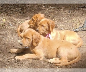 Golden Retriever Puppy for sale in NORDLAND, WA, USA