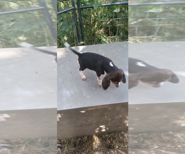 Medium Photo #16 Beagle Puppy For Sale in LAFAYETTE, IN, USA