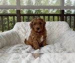 Puppy Arthur Goldendoodle (Miniature)