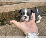 Small #17 French Bulldog
