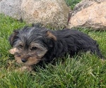 Puppy Carter Yorkshire Terrier
