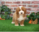 Small #2 Goldendoodle mix (+ Poodle Miniature)