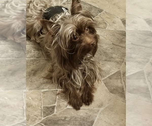 Medium Photo #1 Yorkshire Terrier Puppy For Sale in ALEXANDRIA, IN, USA