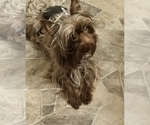 Small Photo #1 Yorkshire Terrier Puppy For Sale in ALEXANDRIA, IN, USA