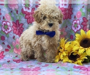 Poodle (Toy) Puppy for sale in LANCASTER, PA, USA