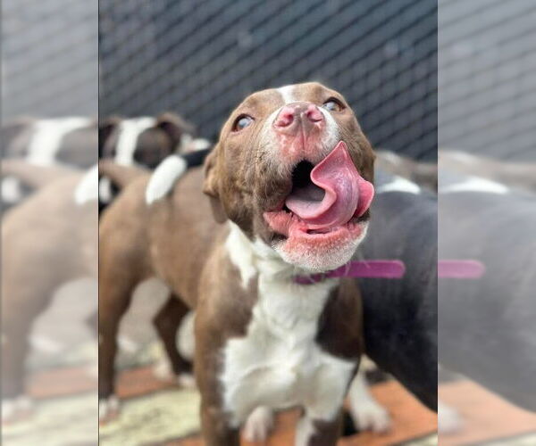 Medium Photo #2 Mutt Puppy For Sale in Evansville, IN, USA