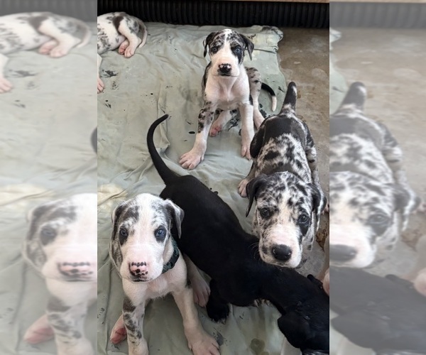 Medium Photo #4 Great Dane Puppy For Sale in CLANTON, AL, USA