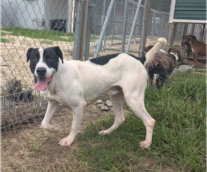 Mutt Dogs for adoption in Livingston , LA, USA