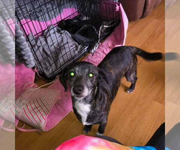 Medium Photo #1 Dachshund-Plott Hound Mix Puppy For Sale in Aurora, IN, USA