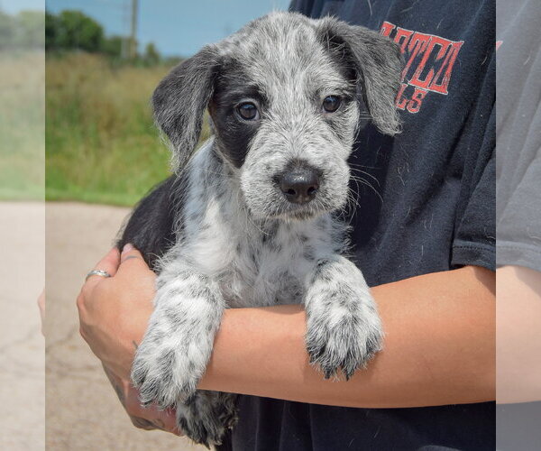 Medium Photo #4 Mutt Puppy For Sale in Huntley, IL, USA