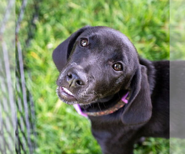 Medium Photo #2 Mutt Puppy For Sale in Mundelein, IL, USA