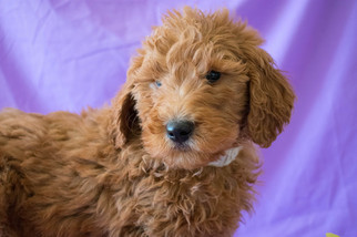 Goldendoodle Puppy for sale in LEETONIA, OH, USA