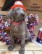 Small Photo #1 Weimaraner Puppy For Sale in SEVIERVILLE, TN, USA