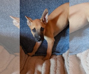 Mutt Dogs for adoption in SHERBURNE, NY, USA